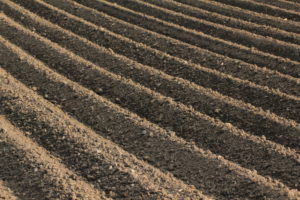 Fertile soil as basis for a functional agricultural cultivation Fertile soil as basis for a functional agricultural cultivation